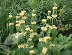 Phlomis Russeliana 13 Phlomis Russeliana -Garden Plant Store pl2000005933 card6 lg