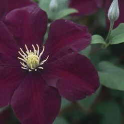 Clematis 'Warszawska Nike' -Garden Plant Store pl2000006222 card3 lg