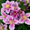 Clematis 'Piilu' -Garden Plant Store pl2000006229