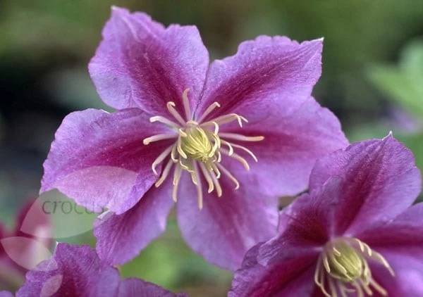 Clematis 'Piilu' 4 Clematis 'Piilu' - Image 2