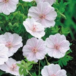 Geranium Sanguineum Var. Striatum