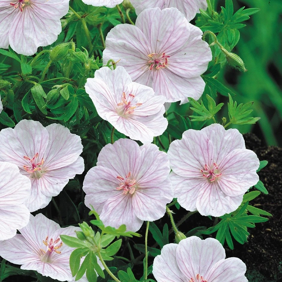 Geranium Sanguineum Var. Striatum 3 Geranium Sanguineum Var. Striatum