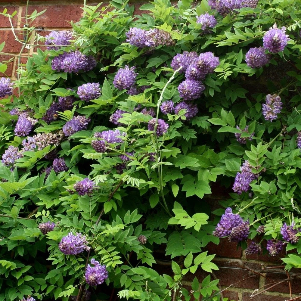 Wisteria Frutescens 'Longwood Purple' 4 Wisteria Frutescens 'Longwood Purple' - Image 2
