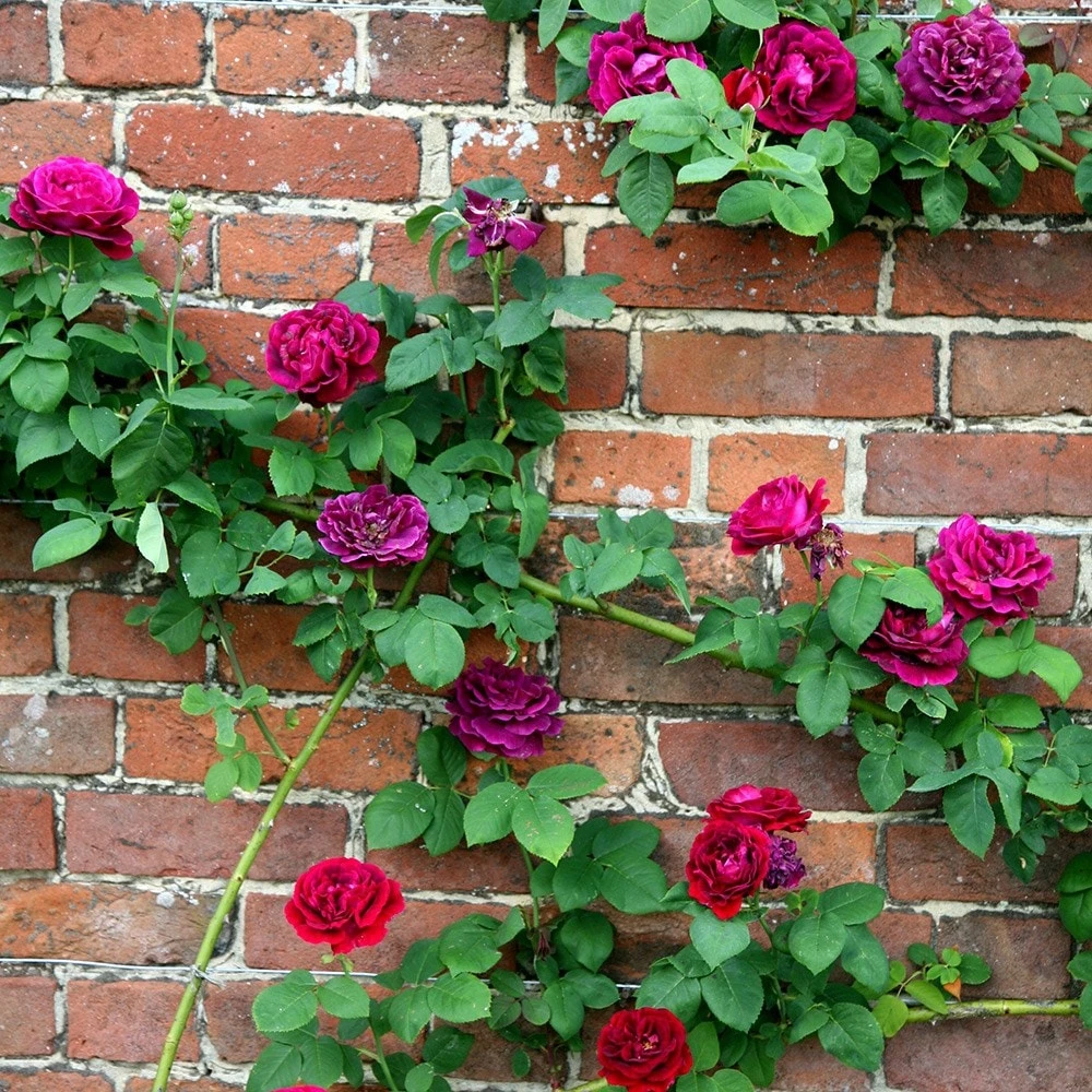 Rosa 'Souvenir Du Docteur Jamain' 4 Rosa 'Souvenir Du Docteur Jamain' - Image 2