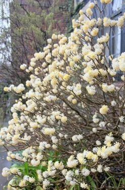 Edgeworthia Chrysantha -Garden Plant Store pl2000010208 card3 lg