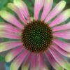 Echinacea 'Green Envy' (PBR) -Garden Plant Store pl2000010635