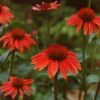 Echinacea 'Sundown' (PBR) (Big Sky Series) -Garden Plant Store pl2000010641