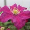 Clematis 'Remembrance' -Garden Plant Store pl2000011025