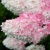 Hydrangea Paniculata Vanille Fraise ('Renhy') (PBR) -Garden Plant Store pl2000011165