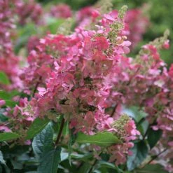 Hydrangea Paniculata Pinky-Winky ('Dvppinky') (PBR) 11 Hydrangea Paniculata Pinky-Winky ('Dvppinky') (PBR) -Garden Plant Store pl2000011174 card3 lg