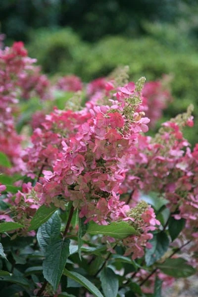 Hydrangea Paniculata Pinky-Winky ('Dvppinky') (PBR) 8 Hydrangea Paniculata Pinky-Winky ('Dvppinky') (PBR) - Image 6