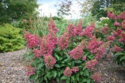 Hydrangea Paniculata Pinky-Winky ('Dvppinky') (PBR) 15 Hydrangea Paniculata Pinky-Winky ('Dvppinky') (PBR) -Garden Plant Store pl2000011174 card7 lg