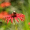 Echinacea 'Tomato Soup' (PBR) -Garden Plant Store pl2000011202