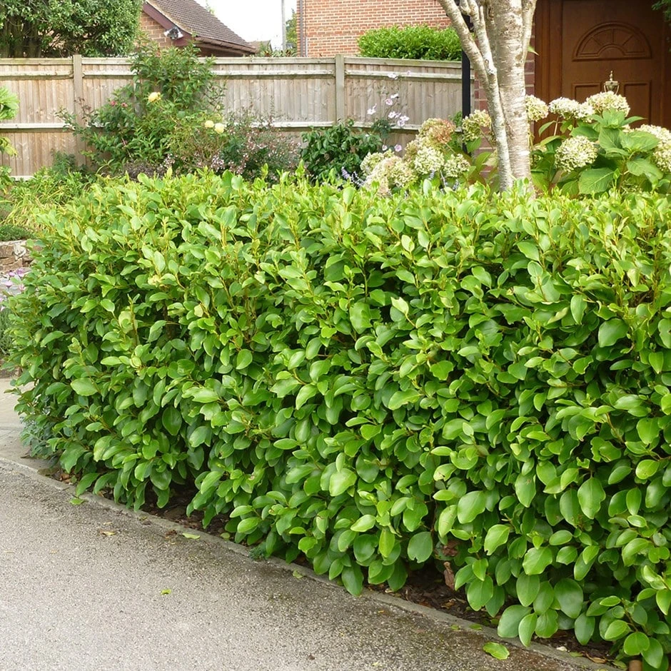 Griselinia Littoralis 3 Griselinia Littoralis