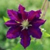 Clematis 'The Vagabond' -Garden Plant Store pl2000012359