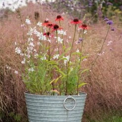Oenothera Lindheimeri 'Whirling Butterflies' -Garden Plant Store pl2000012365 card3 lg