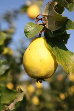 Quince 'Vranja' -Garden Plant Store pl2000012513 card3 lg