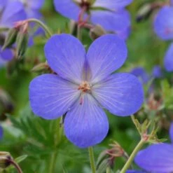 Geranium × Johnsonii 'Johnson's Blue' -Garden Plant Store pl2000012646 card3 lg
