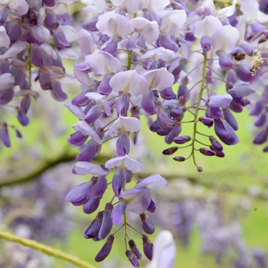 Wisteria Sinensis 'Amethyst' 3 Wisteria Sinensis 'Amethyst'