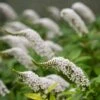 Lysimachia Clethroides 2 Lysimachia Clethroides -Garden Plant Store pl2000012743