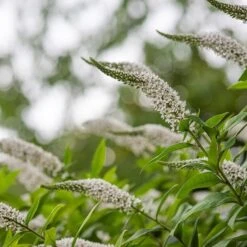 Lysimachia Clethroides -Garden Plant Store pl2000012743 card5 lg