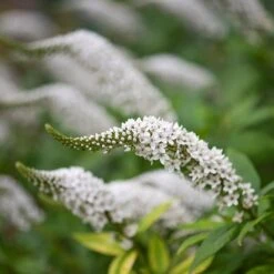 Lysimachia Clethroides -Garden Plant Store pl2000012743 card6 lg