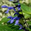 Salvia Guaranitica 'Black And Blue' 2 Salvia Guaranitica 'Black And Blue' -Garden Plant Store pl2000012792