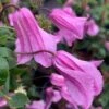 Clematis 'Alionushka' -Garden Plant Store pl2000012794