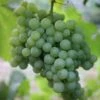 Grape 'Pinot Blanc' -Garden Plant Store pl2000012816