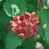 Japanese Wineberry -Garden Plant Store pl2000012851