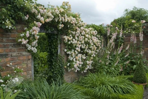 Rosa 'Phyllis Bide' 4 Rosa 'Phyllis Bide' - Image 2