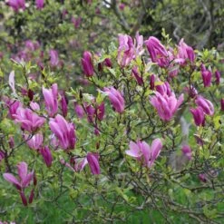 Magnolia 'Susan' 8 Magnolia 'Susan' -Garden Plant Store pl2000012896 card3 lg