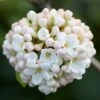 Viburnum × Carlcephalum 2 Viburnum × Carlcephalum -Garden Plant Store pl2000012913