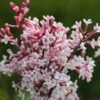 Syringa Pubescens Subsp. Microphylla 'Superba' 2 Syringa Pubescens Subsp. Microphylla 'Superba' -Garden Plant Store pl2000012922