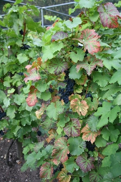 Grape 'Regent' (PBR) 4 Grape 'Regent' (PBR) - Image 2