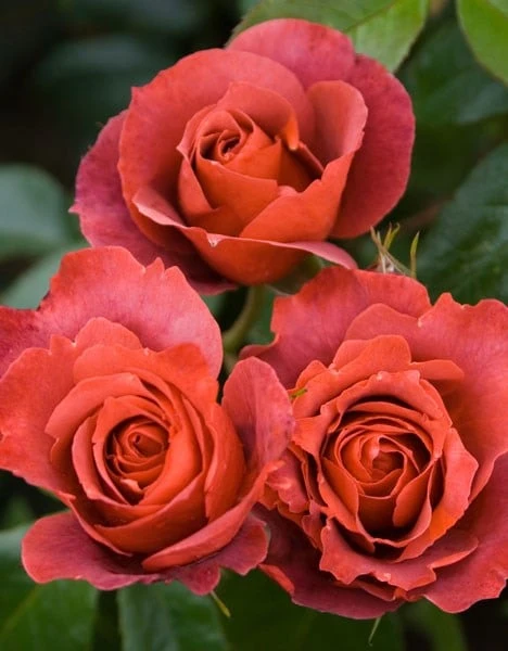 Rosa Hot Chocolate ('Wekpaltez') (PBR) 4 Rosa Hot Chocolate ('Wekpaltez') (PBR) - Image 2