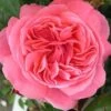 Rosa Special Anniversary ('Whastiluc') (PBR) -Garden Plant Store pl2000013049