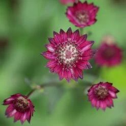 Astrantia 'Hadspen Blood' -Garden Plant Store pl2000013199 card4 lg