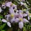 Clematis Montana Var. Rubens 'Odorata' -Garden Plant Store pl2000013345