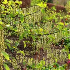 Stachyurus Praecox -Garden Plant Store pl2000013939 card3 lg