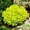 Berberis Thunbergii 'Tiny Gold' (PBR) -Garden Plant Store pl2000015557