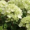 Hydrangea Paniculata 'Bombshell' (PBR) 1 Hydrangea Paniculata 'Bombshell' (PBR) -Garden Plant Store pl2000015639