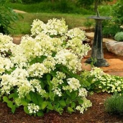Hydrangea Paniculata 'Bombshell' (PBR) 6 Hydrangea Paniculata 'Bombshell' (PBR) -Garden Plant Store pl2000015639 card2 lg