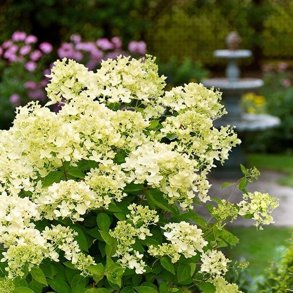 Hydrangea Paniculata 'Bombshell' (PBR) 5 Hydrangea Paniculata 'Bombshell' (PBR) - Image 3