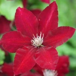 Clematis Rebecca ('Evipo016') (PBR) (Boulevard Series) -Garden Plant Store pl2000015732 card3 lg