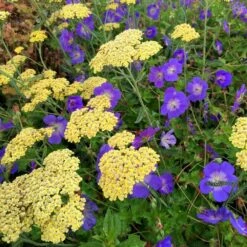 Front Page -Garden Plant Store pl2000015974 card2 lg