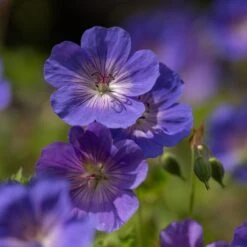 Geranium Rozanne ('Gerwat') (PBR) -Garden Plant Store pl2000015974 card6 lg