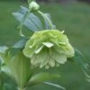 Helleborus × Hybridus Harvington Double Lime-green -Garden Plant Store pl2000016551