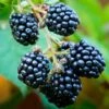 Blackberry 'Loch Ness' -Garden Plant Store pl2000017233