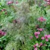 Foeniculum Vulgare 'Purpureum' 2 Foeniculum Vulgare 'Purpureum' -Garden Plant Store pl2000017269
